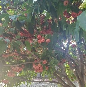 Meet your Posher, Huong